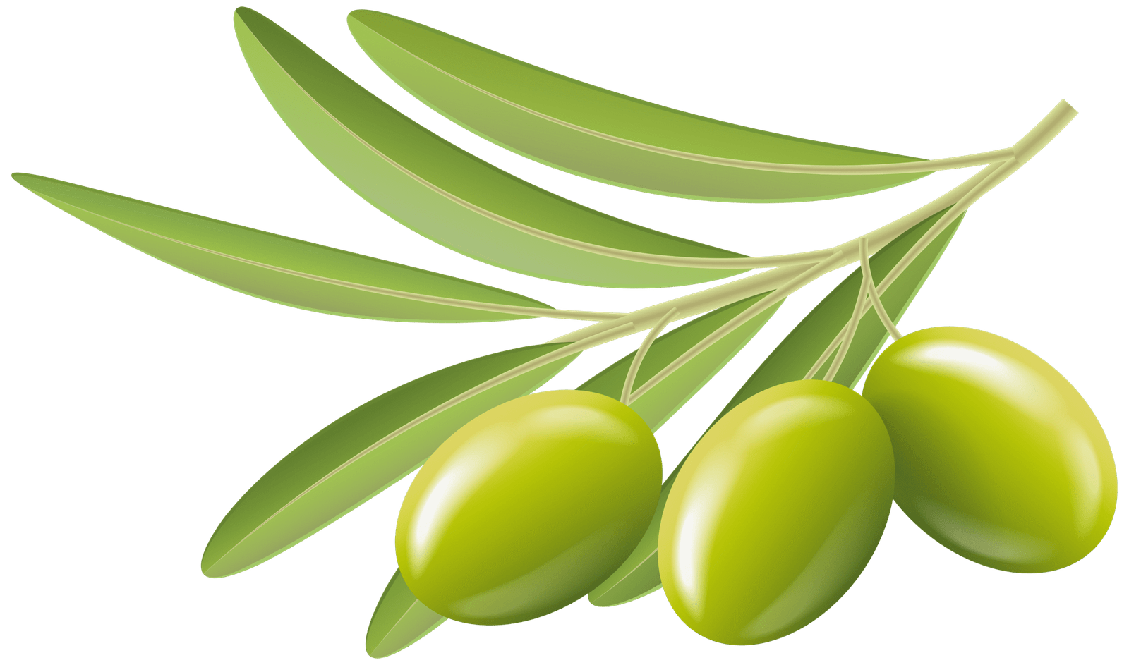 gemlik sifa fidan cicekcilik zeytin gorseli